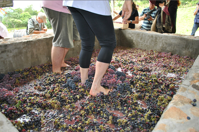 Pés pisando uvas no lagar durante a vindima