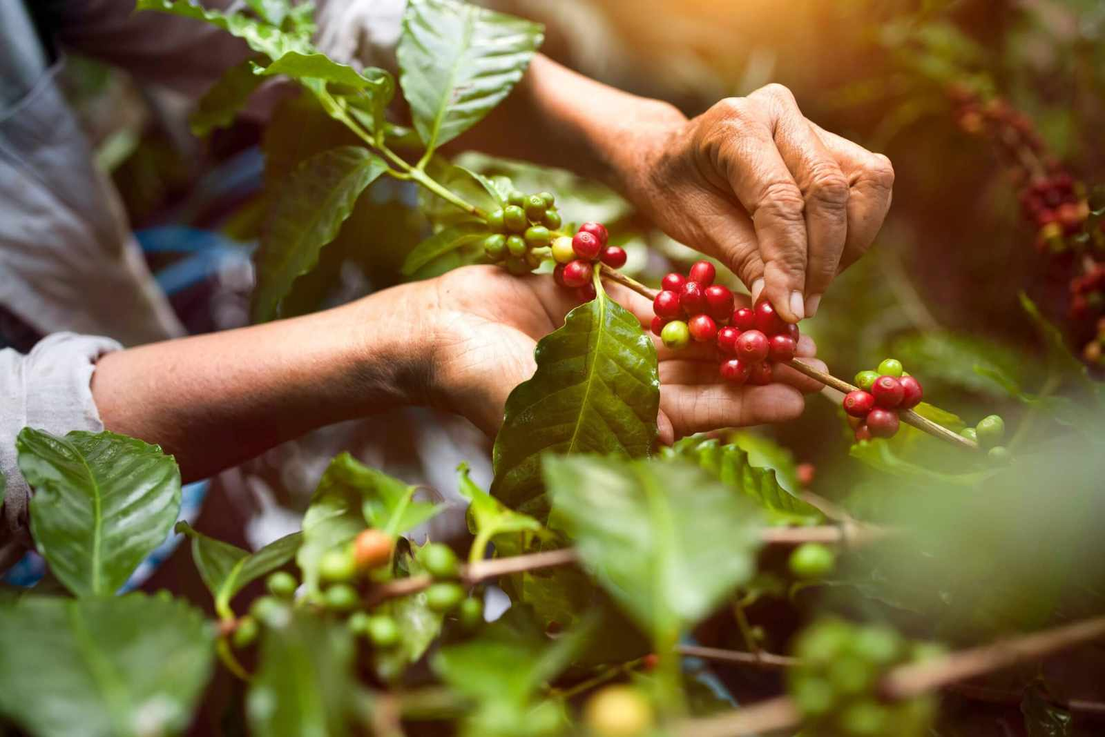 Mãos colhendo grãos de café maduros direto do pé, entre as fileiras