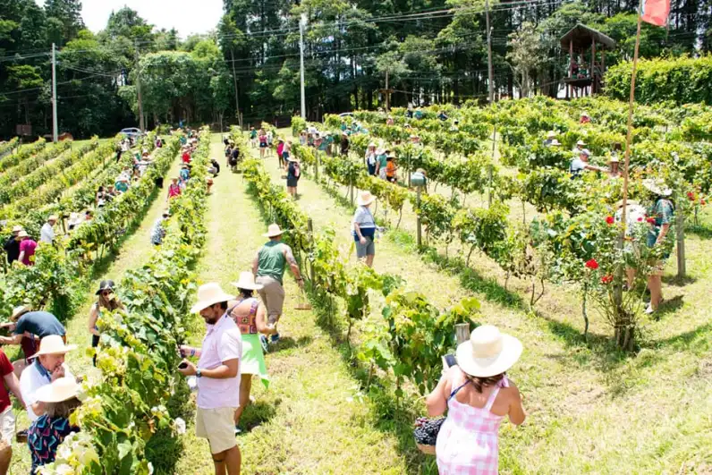 Grupo caminhando entre as fileiras do vinhedo durante a colheita